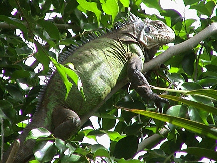 st barthelemy, iguane, iguana, Carl Gustaf H�tel